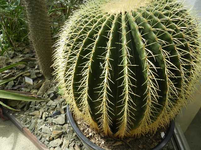 DSCN6987